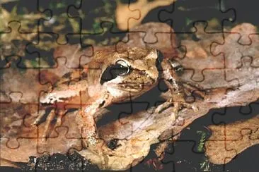 Latastei jigsaw puzzle