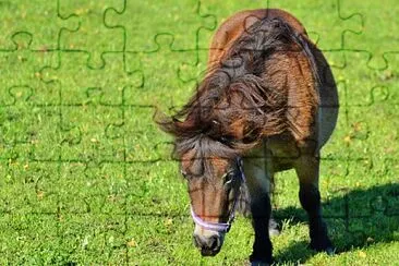 Mane marrone jigsaw puzzle