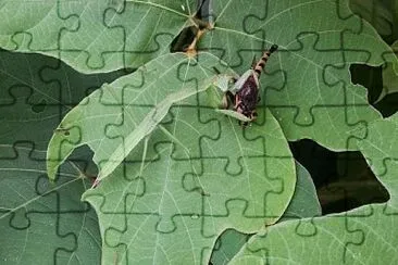 Lunch time jigsaw puzzle