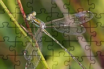 Lestes sbarbarus jigsaw puzzle