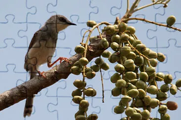 Prinia hodgsonii jigsaw puzzle