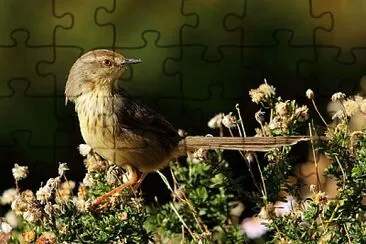 Prinia hypoxntha jigsaw puzzle