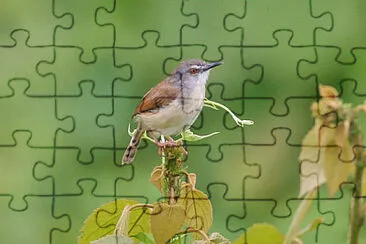 Prinia rufescens jigsaw puzzle