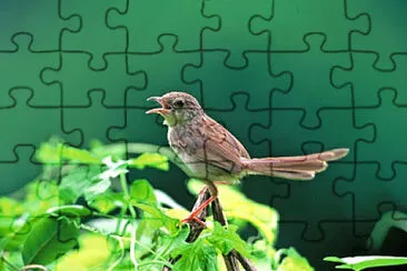 Prinia striata jigsaw puzzle