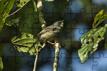 Prinia white chinned jigsaw puzzle