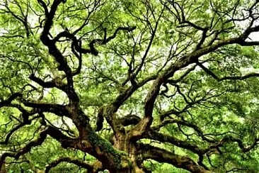 old tree jigsaw puzzle