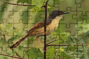 Prinia cenerina