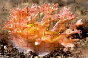 Marionia pustulosa jigsaw puzzle