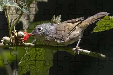 Fulvetta del nepal