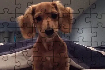 Young Dachshund jigsaw puzzle