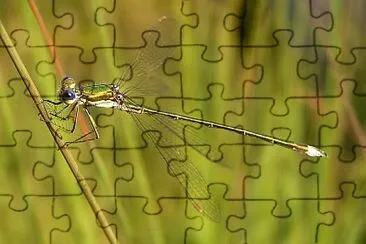 Lestes virens jigsaw puzzle