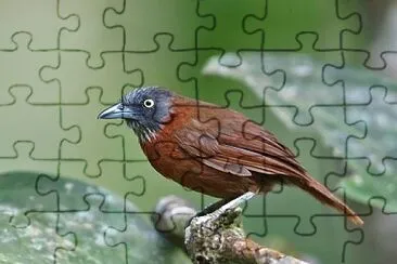 Stachyris poliocephala jigsaw puzzle