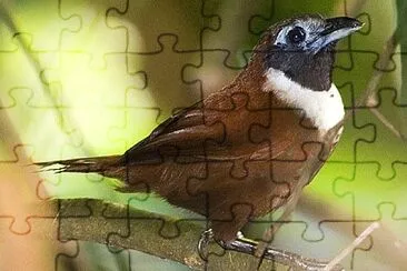 Stachyris thoracica jigsaw puzzle