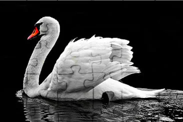 Cisne blanco jigsaw puzzle