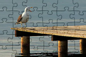 fora jigsaw puzzle