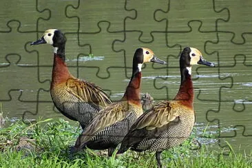 Patos SirirÃ­ Pampa jigsaw puzzle