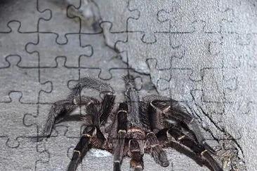 AraÃ±a Pollito jigsaw puzzle