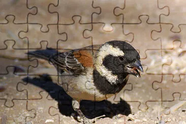 Passero del capo jigsaw puzzle