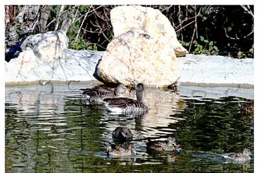 08 Familia de anÃ¡tidas en el Centro de Avifauna