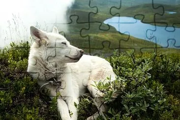 animales jigsaw puzzle