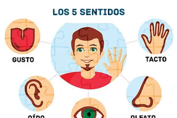 los 5 sentidos