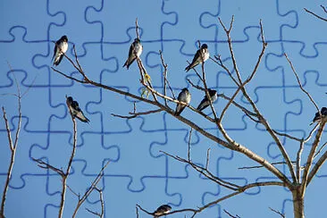 andorinhas jigsaw puzzle