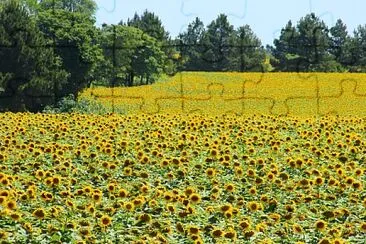 Campo con Girasoles  - ItapÃºa jigsaw puzzle