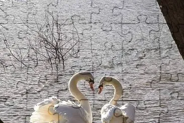 פאזל של cygne amoureux