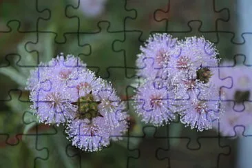 Mimosa jigsaw puzzle