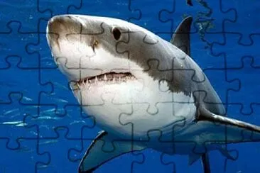 SQUALO BIANCO jigsaw puzzle