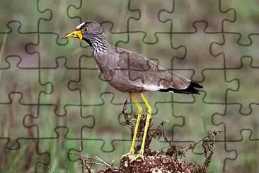 Vanellus senegallus jigsaw puzzle