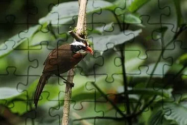 Pomatorhinus ferruginosus jigsaw puzzle