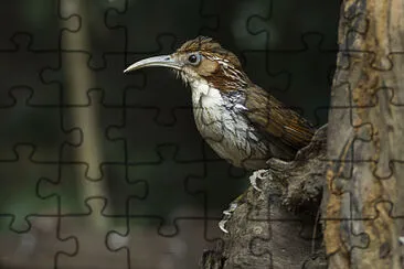 Pomatorhinus hypoleucos jigsaw puzzle