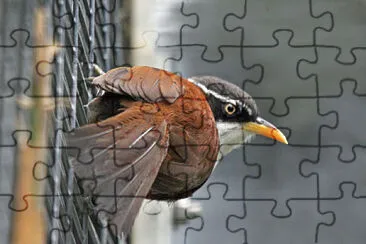 Pomatorhinus montanus jigsaw puzzle