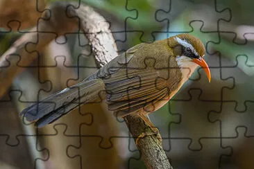 Pomatorhinus ochraceiceps jigsaw puzzle