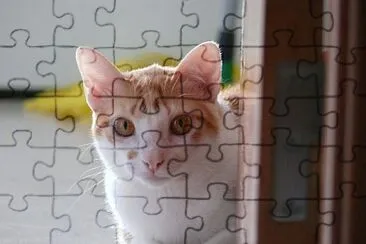 Kitty jigsaw puzzle