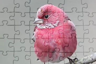 natural jigsaw puzzle