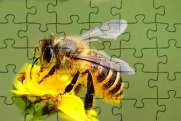 bee jigsaw puzzle