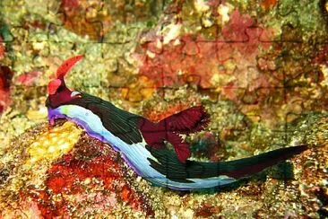 Nembrotha chamberlaini