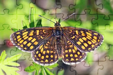 Heath fritillary jigsaw puzzle