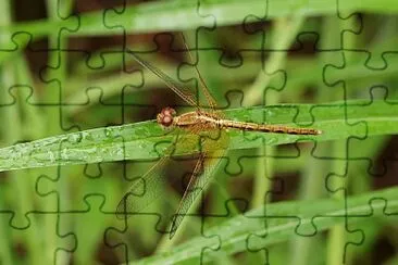 Neurothermis intermedia jigsaw puzzle