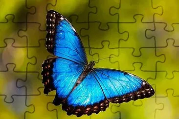 Mariposa jigsaw puzzle