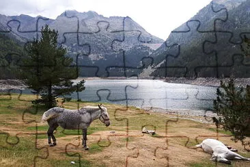 chevaux au lac