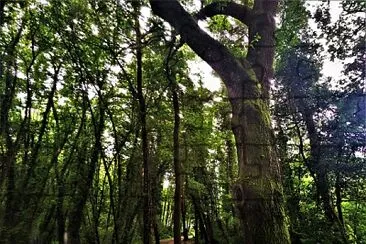 bosque encantado-pontevedra jigsaw puzzle