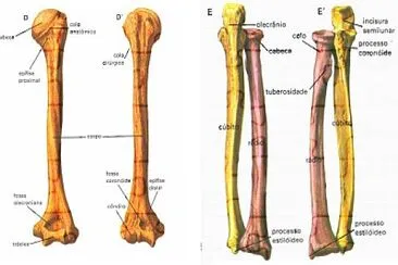 Acidentes Ã³sseos