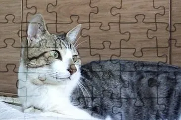 gato jigsaw puzzle