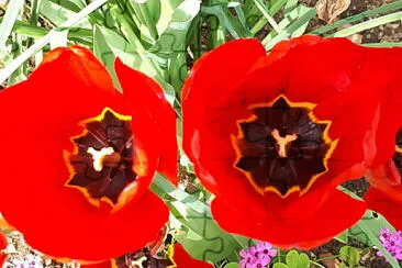 tulipes rouges