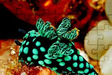 Nembrotha cristata