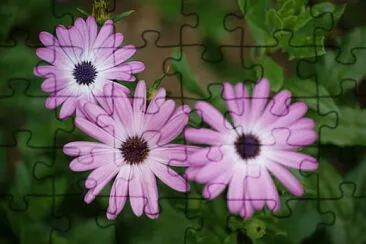 marguerites violettes