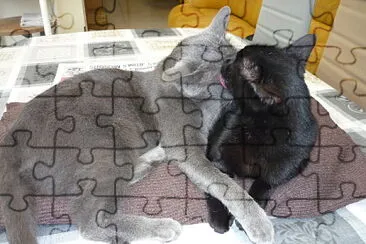 chats jigsaw puzzle